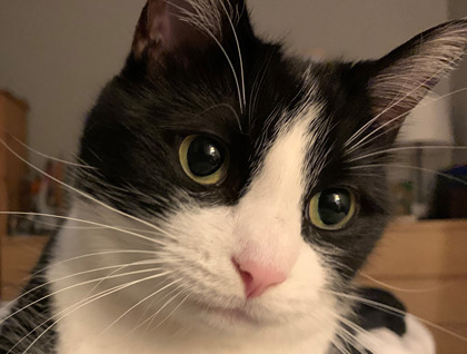 Close-up portrait photo of a black and white cat.