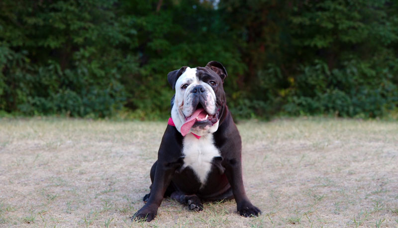 An English bulldog sits on the grass, looking at the camera with its tongue hanging out.	