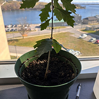 Deux des quatre glands récoltés en 2023 ont atteint le stade des semis. Cet arbre doit pousser davantage avant qu’une transplantation en toute sécurité ait lieu. Il faudra le protéger et l’entretenir pendant quelques années avant de pouvoir le laisser croître seul pendant des décennies.