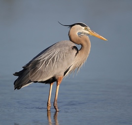 Cape Jourimain National Wildlife Area - Canada.ca