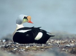 King Eider