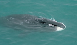 Bowhead Whale