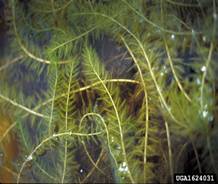 Eurasian water milfoil © Alison Fox, University of Florida, Bugwood.org