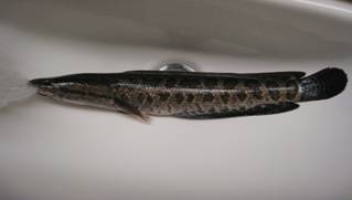 Snakehead © Becky Cudmore, Fisheries and Oceans Canada