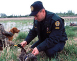 Image of wildlife enforcement officer inspecting waterfowl carcass | Photo: Environment Canada