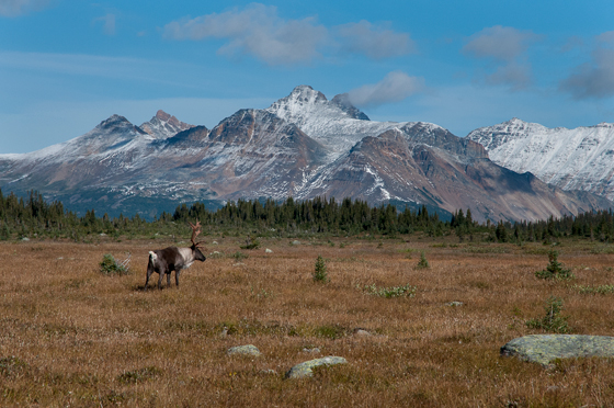 Caribou and habitat, Central Mountain Population.