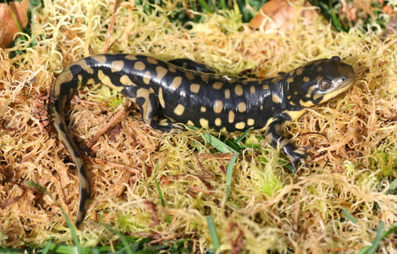 Eastern Tiger Salamander (Prairie population)
