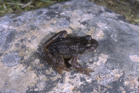 Rocky Mountain Tailed Frog