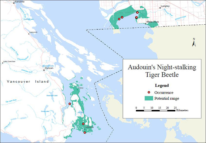 Occurrences and potential range of the Audouin's Night-stalking Tiger Beetle
