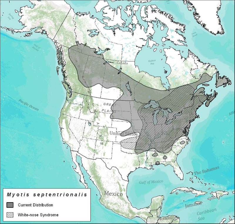 Approximate distribution of the Northern Myotis