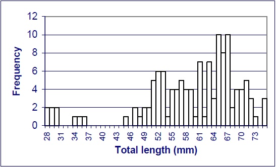 Figure 4: Length-frequency distribution of 129 bigmouth shiners captured in the fall of 1995