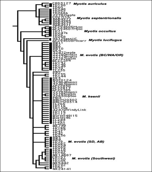 Figure 1. Phylogenetic relationships among long-eared Myotis species from the Pacific Northwest. Consensus tree of parsimony derived from an analysis of 765 base pairs of cytochrome b, 225 parsimony-informative characters for 187 terminal taxa. Duplicate haplotypes merged and tree pruned to display samples of interest. From T. Dewey (unpublished data).