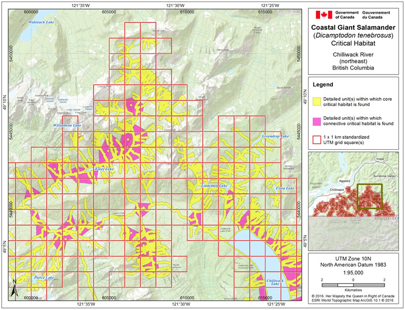 Critical habitat for the Coastal Giant Salamander in the Chilliwack River area (northeast), B.C.