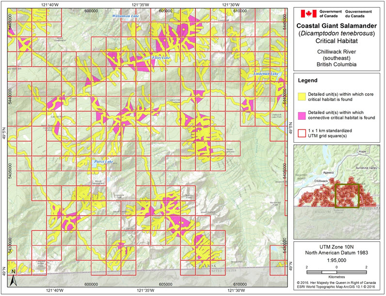 Critical habitat for the Coastal Giant Salamander in the Chilliwack River area (southeast), B.C.