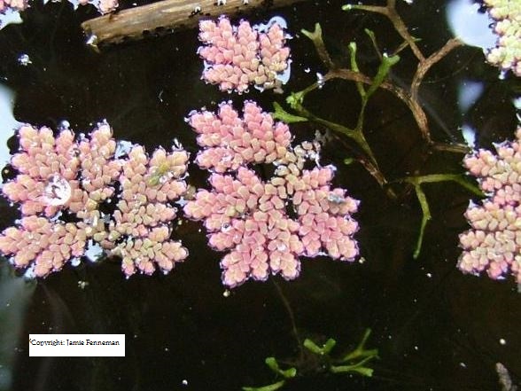 Photo of Mexican mosquito fern