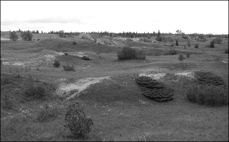 Figure 6: Early stages of dune stabilization by native and introduced vegetation, Spirit Dunes, Spruce Woods Provincial Park. August 26, 2004.