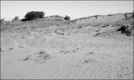 Figure 7: Active dunes, Spirit Dunes, Spruce Woods Provincial Park. August 4, 2004.