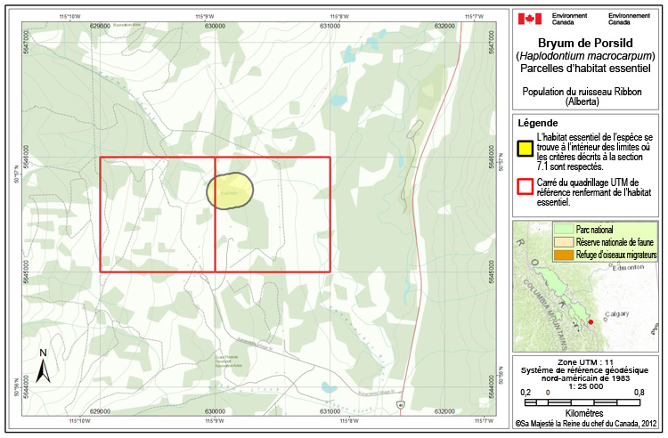 Au ruisseau Ribbon (Alberta)