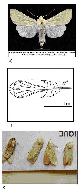 Figure 1. Stades adulte et nymphal du C. grandis: a) Spécimen adulte déposé dans la collection du Strickland Museum (capturé par B.C. Schmidt à Chauvin, Alberta); b) dessin d’une chrysalide (tiré de Strickland, 1920); à noter la longueur de l’enveloppe externe du proboscis; c) groupe d’adultes capturés par N.A. Page à Dundurn (Saskatchewan) en 2004.