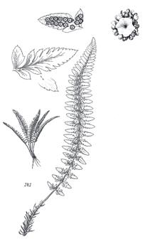 Mountain Holly Fern