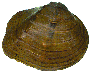 Mapleleaf Mussel (Quadrula quadrula)