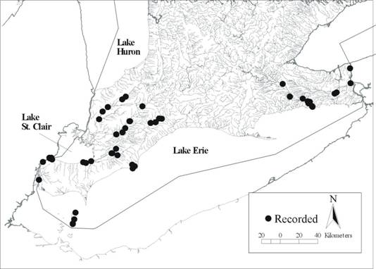 Figure 5.  Historical distributions of Quadrula quadrula in Ontariobased on records and surveys prior to 1995 reported in the Lower Great Lakes Unionid database.