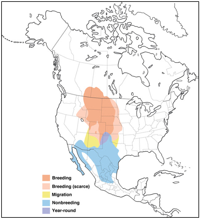 Lark bunting (Calamospiza melanocorys): COSEWIC assessment and status ...