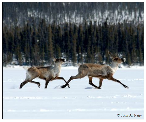 Photo of Woodland Caribou running in snow