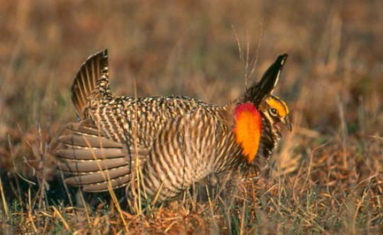 Photograph of the Greater Prairie-Chicken. Copyright Bob Gress.