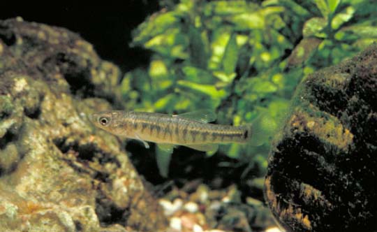 Photograph of the Banded Killfish. Copyright Konrad Schmidt.