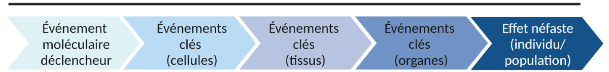 Graphique du processus linéaire illustrant les principaux éléments d’un parcours d’effets néfastes simplifié.